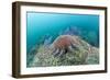 Crown-Of-Thorns Starfish (Acanthaster Planci)-Reinhard Dirscherl-Framed Photographic Print