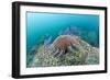 Crown-Of-Thorns Starfish (Acanthaster Planci)-Reinhard Dirscherl-Framed Photographic Print