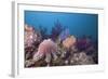 Crown-Of-Thorns Starfish (Acanthaster Planci)-Reinhard Dirscherl-Framed Photographic Print