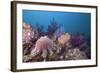 Crown-Of-Thorns Starfish (Acanthaster Planci)-Reinhard Dirscherl-Framed Photographic Print