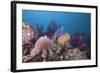 Crown-Of-Thorns Starfish (Acanthaster Planci)-Reinhard Dirscherl-Framed Photographic Print