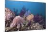 Crown-Of-Thorns Starfish (Acanthaster Planci)-Reinhard Dirscherl-Mounted Photographic Print