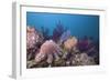 Crown-Of-Thorns Starfish (Acanthaster Planci)-Reinhard Dirscherl-Framed Photographic Print