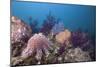 Crown-Of-Thorns Starfish (Acanthaster Planci)-Reinhard Dirscherl-Mounted Photographic Print