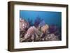 Crown-Of-Thorns Starfish (Acanthaster Planci)-Reinhard Dirscherl-Framed Photographic Print