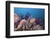 Crown-Of-Thorns Starfish (Acanthaster Planci)-Reinhard Dirscherl-Framed Photographic Print