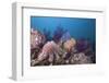 Crown-Of-Thorns Starfish (Acanthaster Planci)-Reinhard Dirscherl-Framed Photographic Print