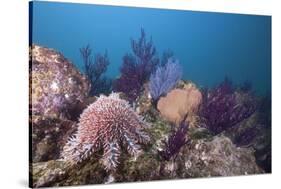 Crown-Of-Thorns Starfish (Acanthaster Planci)-Reinhard Dirscherl-Stretched Canvas