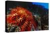 Crown-Of-Thorns Starfish at Daedalus Reef, Red Sea, Egypt-Ali Kabas-Stretched Canvas