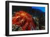 Crown-Of-Thorns Starfish at Daedalus Reef, Red Sea, Egypt-Ali Kabas-Framed Photographic Print