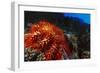 Crown-Of-Thorns Starfish at Daedalus Reef, Red Sea, Egypt-Ali Kabas-Framed Photographic Print
