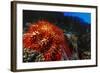 Crown-Of-Thorns Starfish at Daedalus Reef, Red Sea, Egypt-Ali Kabas-Framed Photographic Print