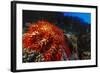 Crown-Of-Thorns Starfish at Daedalus Reef, Red Sea, Egypt-Ali Kabas-Framed Photographic Print