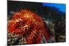 Crown-Of-Thorns Starfish at Daedalus Reef, Red Sea, Egypt-Ali Kabas-Mounted Photographic Print