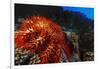 Crown-Of-Thorns Starfish at Daedalus Reef, Red Sea, Egypt-Ali Kabas-Framed Photographic Print