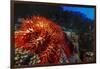 Crown-Of-Thorns Starfish at Daedalus Reef, Red Sea, Egypt-Ali Kabas-Framed Photographic Print