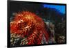 Crown-Of-Thorns Starfish at Daedalus Reef, Red Sea, Egypt-Ali Kabas-Framed Photographic Print