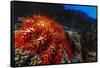 Crown-Of-Thorns Starfish at Daedalus Reef, Red Sea, Egypt-Ali Kabas-Framed Stretched Canvas