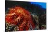 Crown-Of-Thorns Starfish at Daedalus Reef, Red Sea, Egypt-Ali Kabas-Stretched Canvas