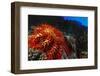 Crown-Of-Thorns Starfish at Daedalus Reef, Red Sea, Egypt-Ali Kabas-Framed Photographic Print