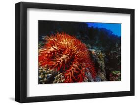 Crown-Of-Thorns Starfish at Daedalus Reef, Red Sea, Egypt-Ali Kabas-Framed Photographic Print