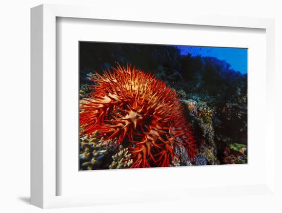 Crown-Of-Thorns Starfish at Daedalus Reef, Red Sea, Egypt-Ali Kabas-Framed Photographic Print