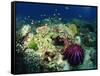 Crown of Thorns Starfish Eats Coral on a Healthy Reef, Similan Islands, Thailand, Southeast Asia-Murray Louise-Framed Stretched Canvas