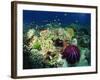 Crown of Thorns Starfish Eats Coral on a Healthy Reef, Similan Islands, Thailand, Southeast Asia-Murray Louise-Framed Photographic Print