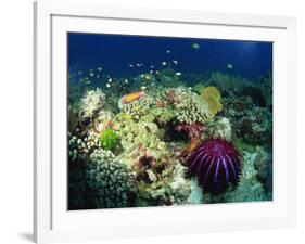 Crown of Thorns Starfish Eats Coral on a Healthy Reef, Similan Islands, Thailand, Southeast Asia-Murray Louise-Framed Photographic Print