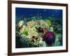 Crown of Thorns Starfish Eats Coral on a Healthy Reef, Similan Islands, Thailand, Southeast Asia-Murray Louise-Framed Photographic Print