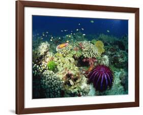 Crown of Thorns Starfish Eats Coral on a Healthy Reef, Similan Islands, Thailand, Southeast Asia-Murray Louise-Framed Photographic Print