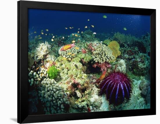 Crown of Thorns Starfish Eats Coral on a Healthy Reef, Similan Islands, Thailand, Southeast Asia-Murray Louise-Framed Photographic Print