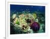 Crown of Thorns Starfish Eats Coral on a Healthy Reef, Similan Islands, Thailand, Southeast Asia-Murray Louise-Framed Photographic Print