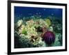 Crown of Thorns Starfish Eats Coral on a Healthy Reef, Similan Islands, Thailand, Southeast Asia-Murray Louise-Framed Photographic Print