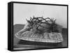 Crown of Thorns Worn by Actor in the King of Kings from Prop Collection of Cecil B. Demille-Ralph Crane-Framed Stretched Canvas