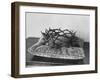 Crown of Thorns Worn by Actor in the King of Kings from Prop Collection of Cecil B. Demille-Ralph Crane-Framed Photographic Print