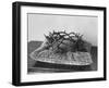 Crown of Thorns Worn by Actor in the King of Kings from Prop Collection of Cecil B. Demille-Ralph Crane-Framed Photographic Print