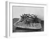 Crown of Thorns Worn by Actor in the King of Kings from Prop Collection of Cecil B. Demille-Ralph Crane-Framed Photographic Print