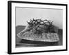 Crown of Thorns Worn by Actor in the King of Kings from Prop Collection of Cecil B. Demille-Ralph Crane-Framed Photographic Print