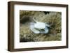 Crowned Coral Crab-Hal Beral-Framed Photographic Print