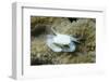 Crowned Coral Crab-Hal Beral-Framed Photographic Print