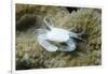 Crowned Coral Crab-Hal Beral-Framed Photographic Print