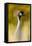 Crowned Crane, Balearica Pavonina-Andreas Keil-Framed Stretched Canvas