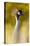 Crowned Crane, Balearica Pavonina-Andreas Keil-Stretched Canvas