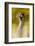Crowned Crane, Balearica Pavonina-Andreas Keil-Framed Photographic Print