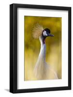 Crowned Crane, Balearica Pavonina-Andreas Keil-Framed Photographic Print