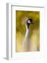 Crowned Crane, Balearica Pavonina-Andreas Keil-Framed Photographic Print