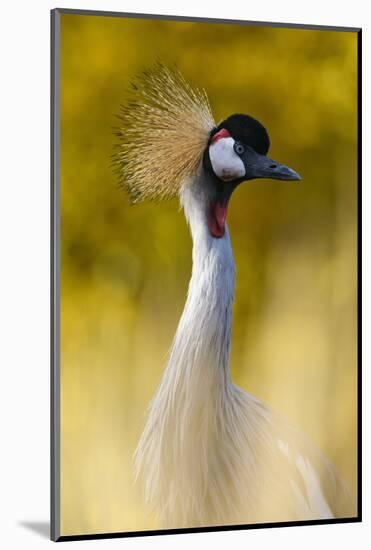 Crowned Crane, Balearica Pavonina-Andreas Keil-Mounted Photographic Print