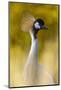 Crowned Crane, Balearica Pavonina-Andreas Keil-Mounted Photographic Print