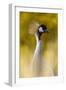 Crowned Crane, Balearica Pavonina-Andreas Keil-Framed Photographic Print